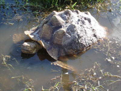 basking