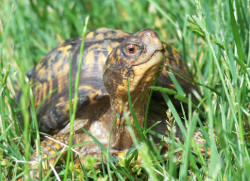 box turtle